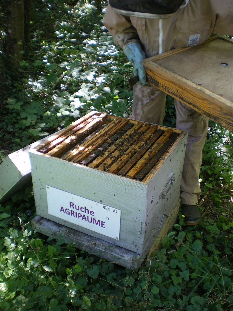 La ruche Agripaume