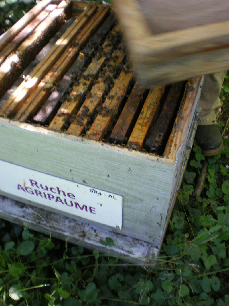La ruche Agripaume