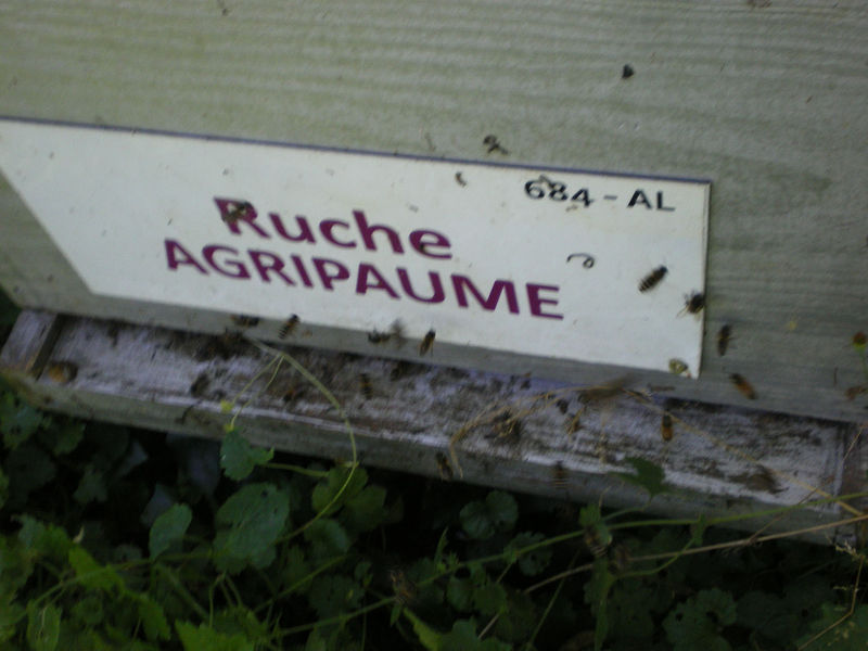 La ruche Agripaume