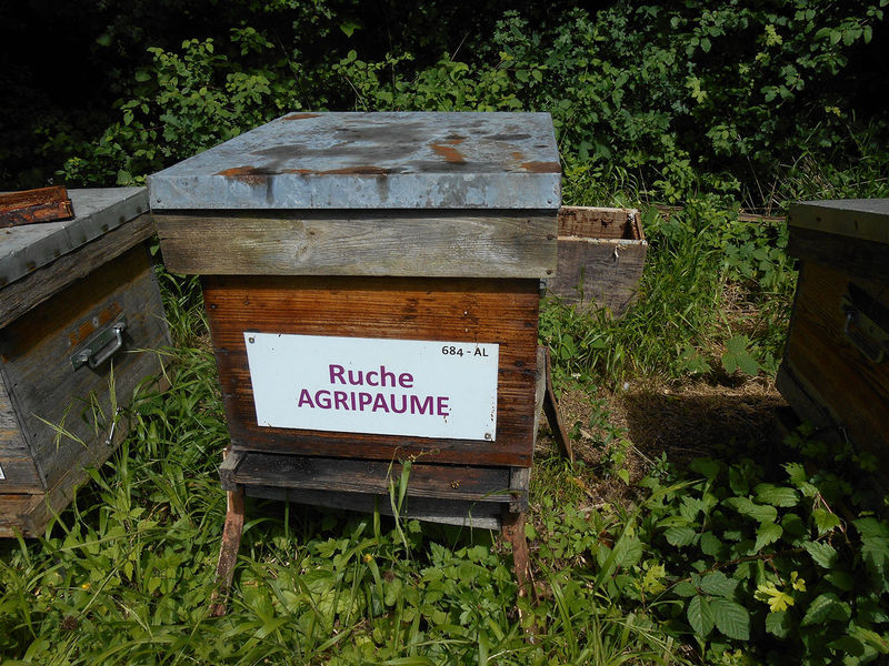 La ruche Agripaume