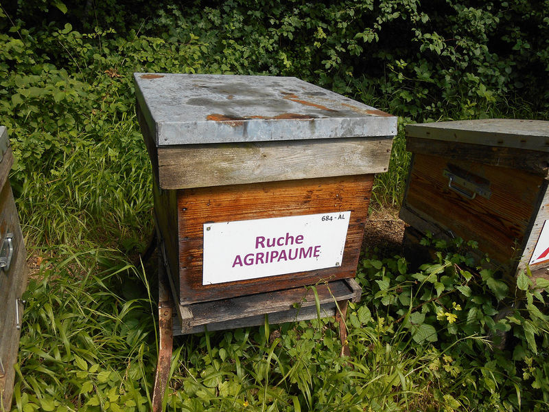 La ruche Agripaume