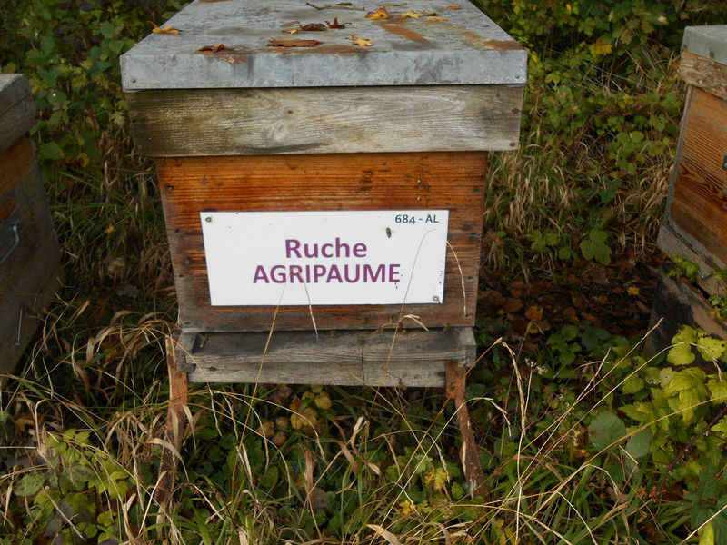 La ruche Agripaume