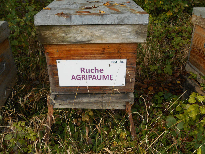 La ruche Agripaume