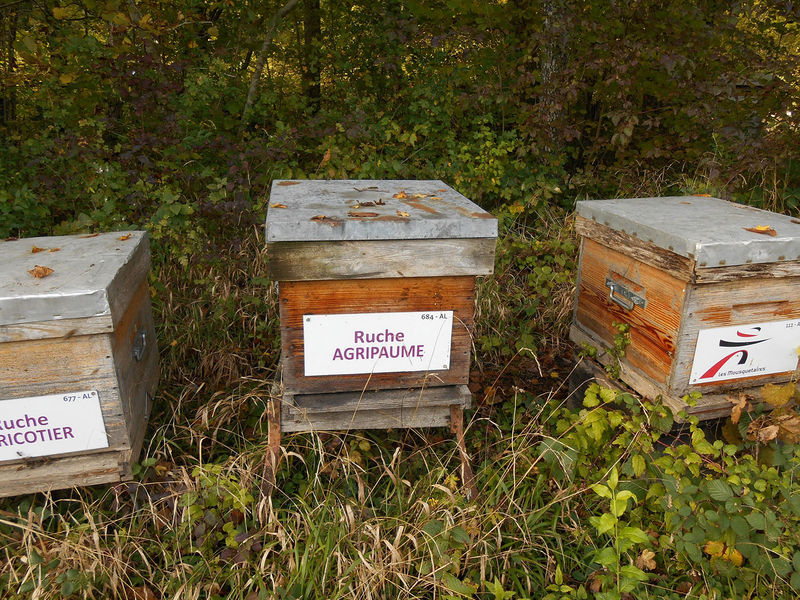 La ruche Agripaume
