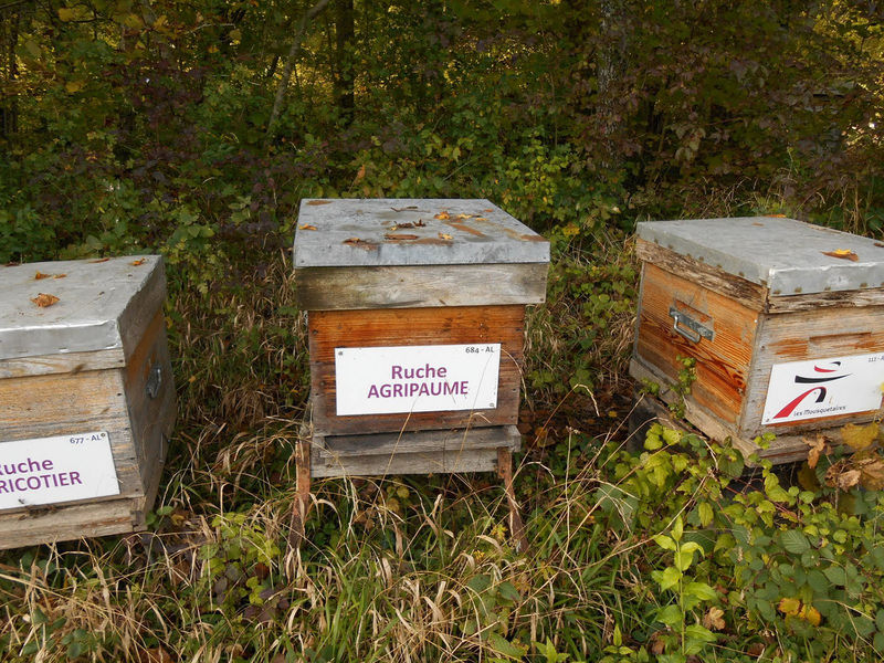 La ruche Agripaume
