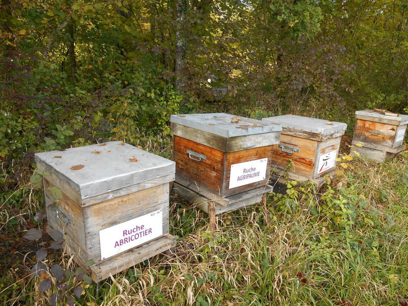 La ruche Agripaume