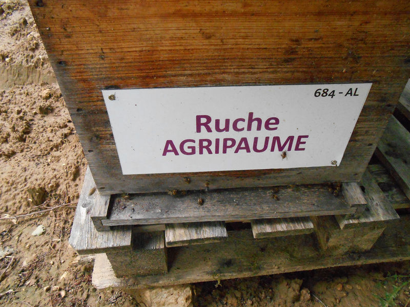 La ruche Agripaume