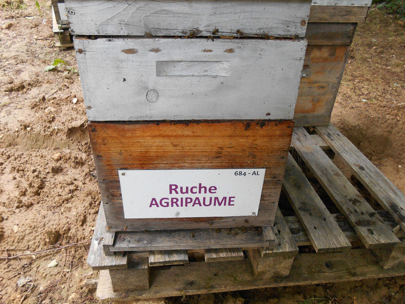 La ruche Agripaume