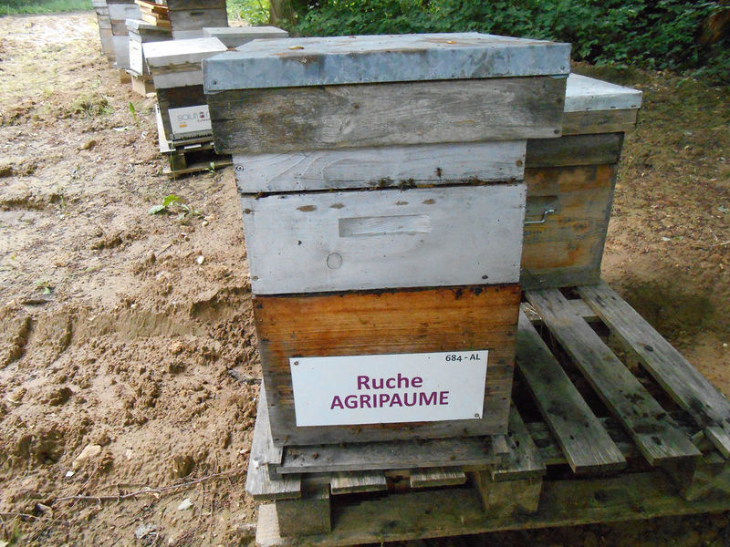 La ruche Agripaume