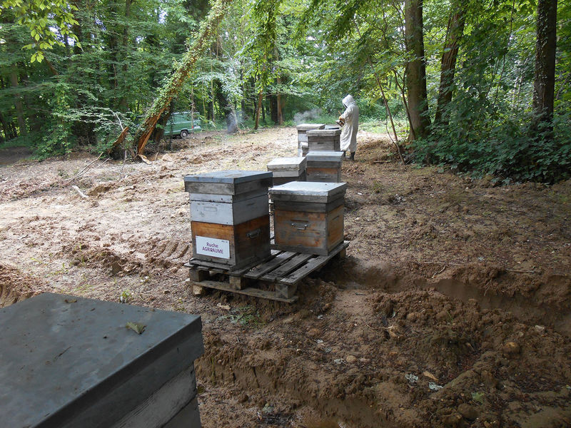 La ruche Agripaume