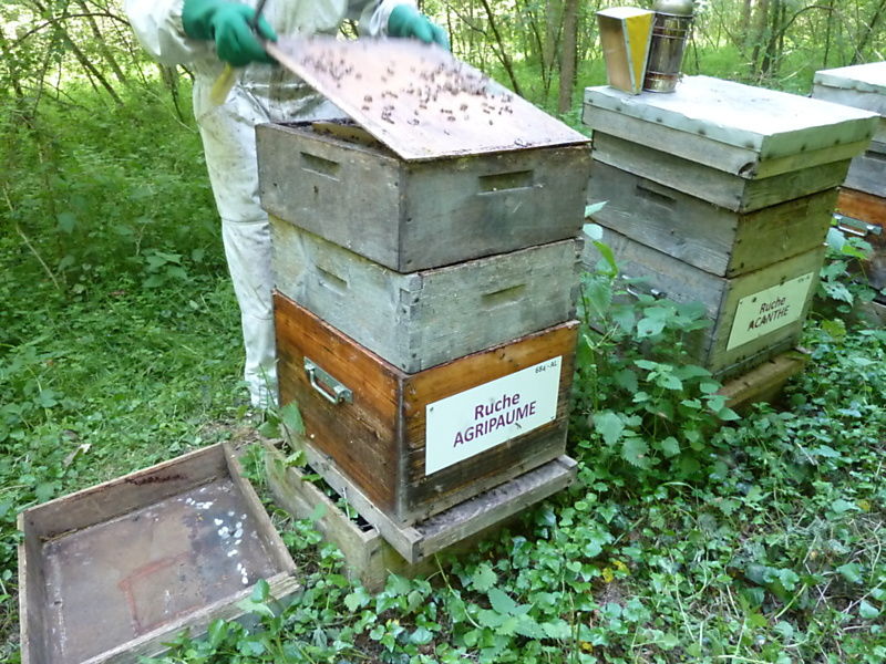 La ruche Agripaume