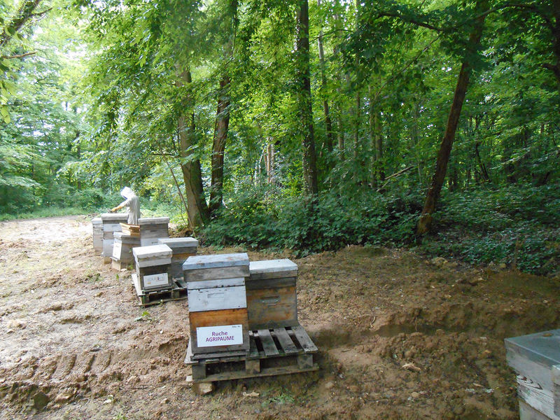 La ruche Agripaume