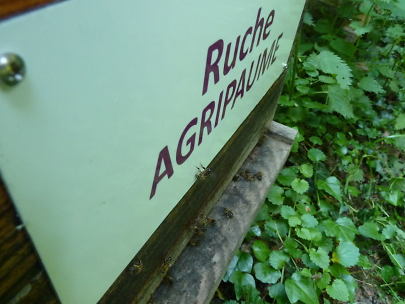 La ruche Agripaume