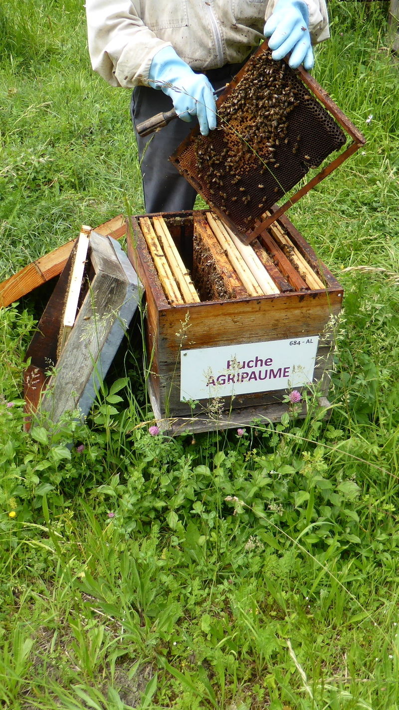 La ruche Agripaume