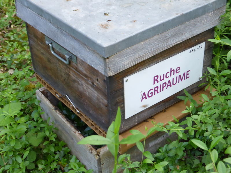 La ruche Agripaume