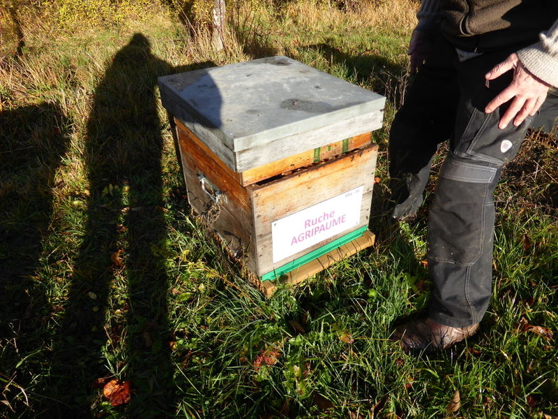 La ruche Agripaume
