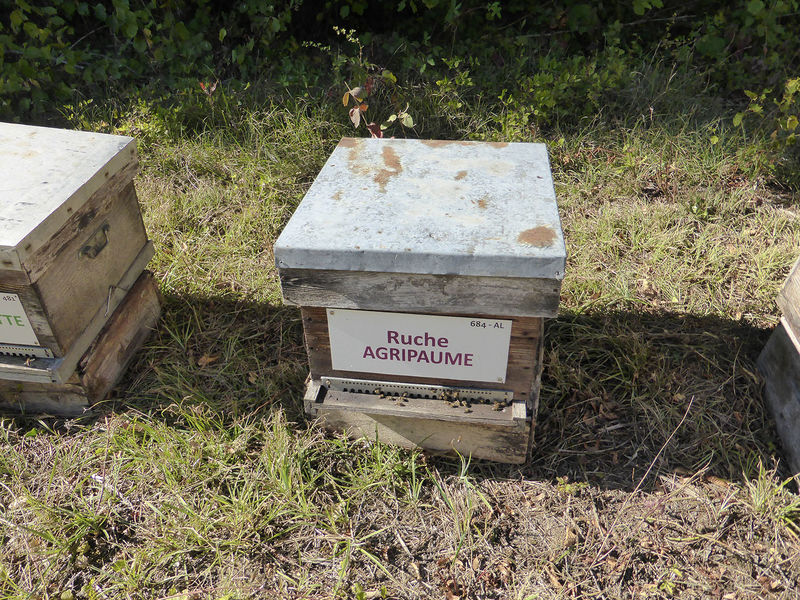 La ruche Agripaume