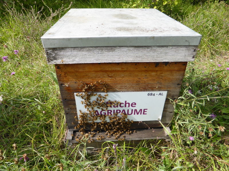 La ruche Agripaume