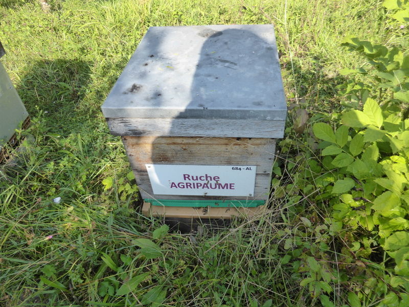 La ruche Agripaume