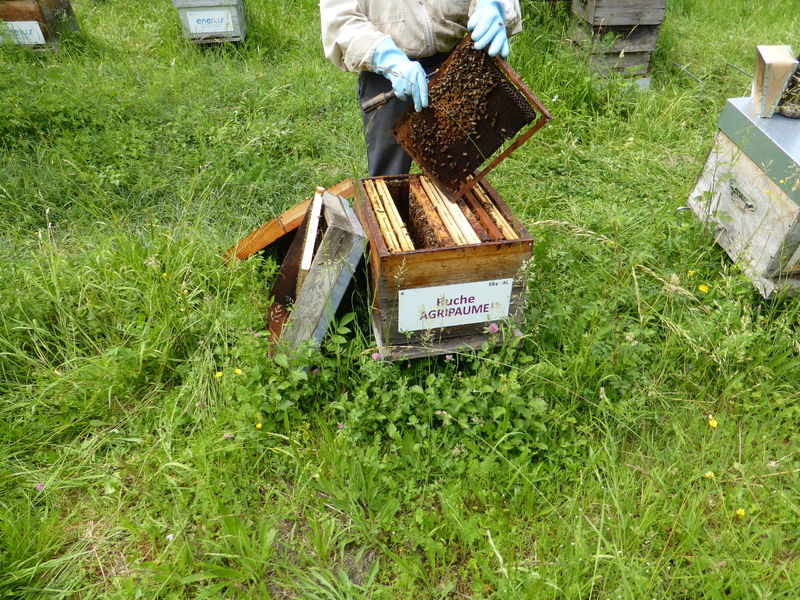 La ruche Agripaume