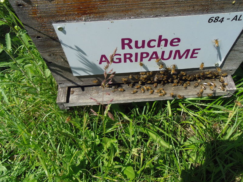La ruche Agripaume