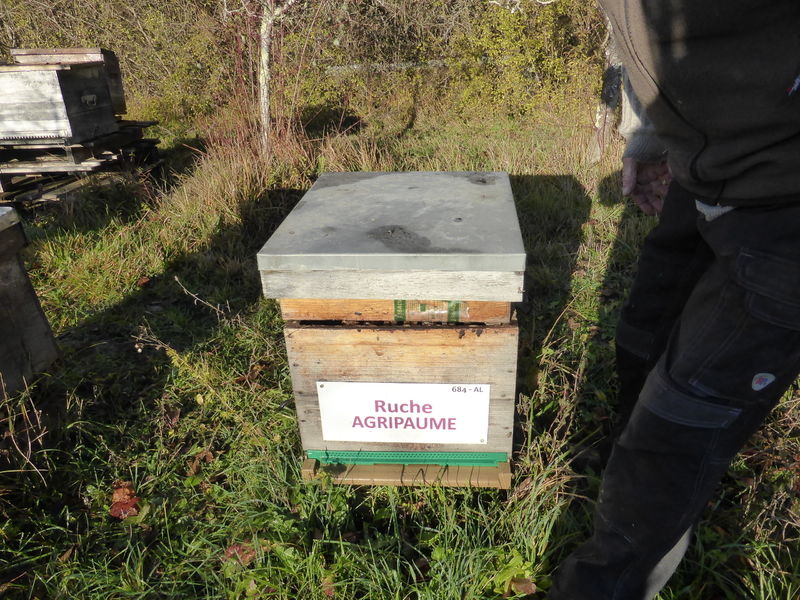 La ruche Agripaume
