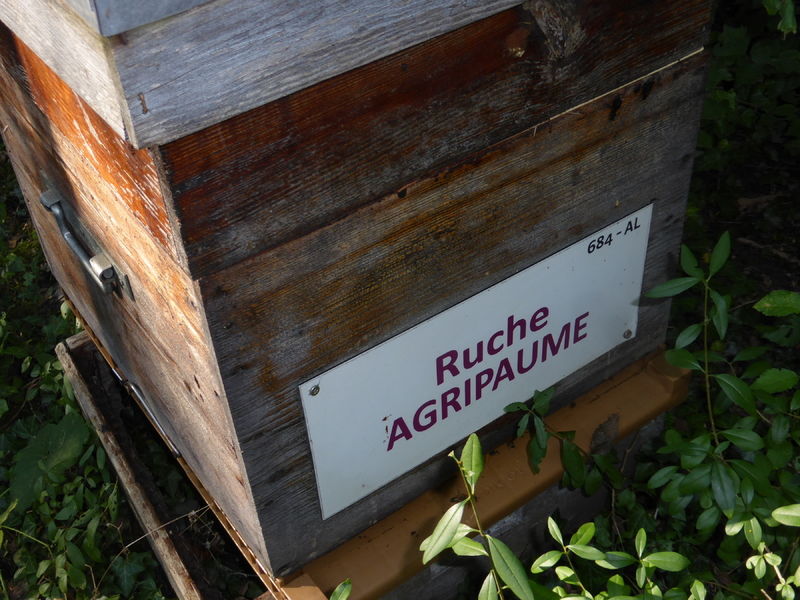 La ruche Agripaume