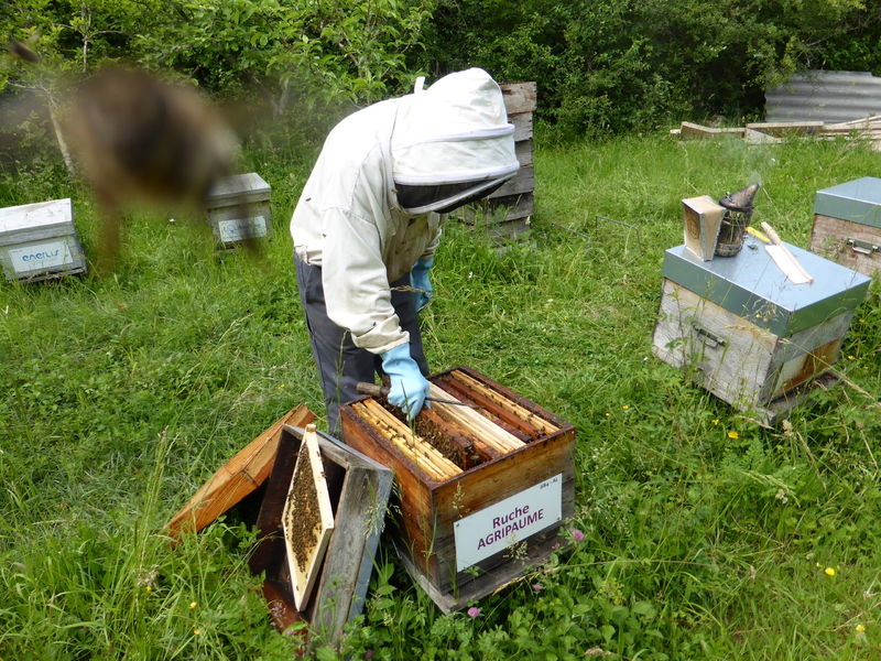 La ruche Agripaume