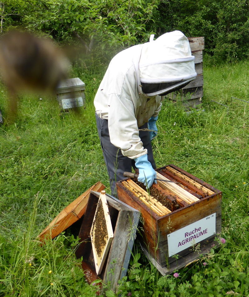 La ruche Agripaume
