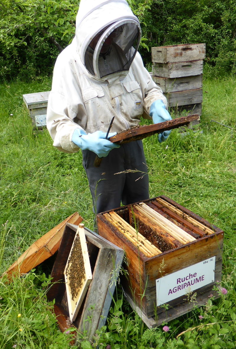 La ruche Agripaume