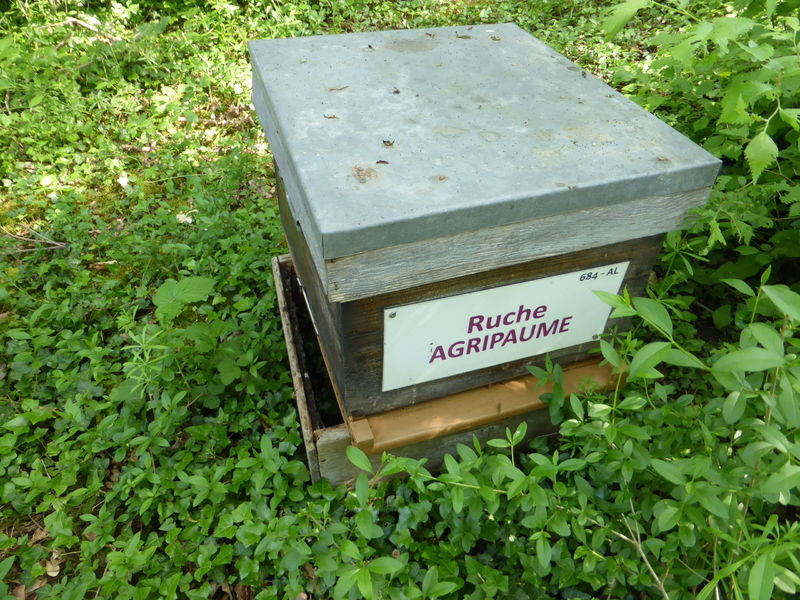 La ruche Agripaume