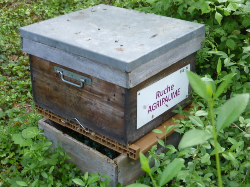 La ruche Agripaume