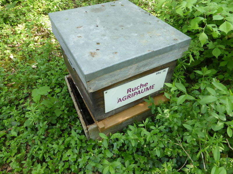 La ruche Agripaume