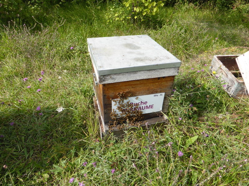 La ruche Agripaume