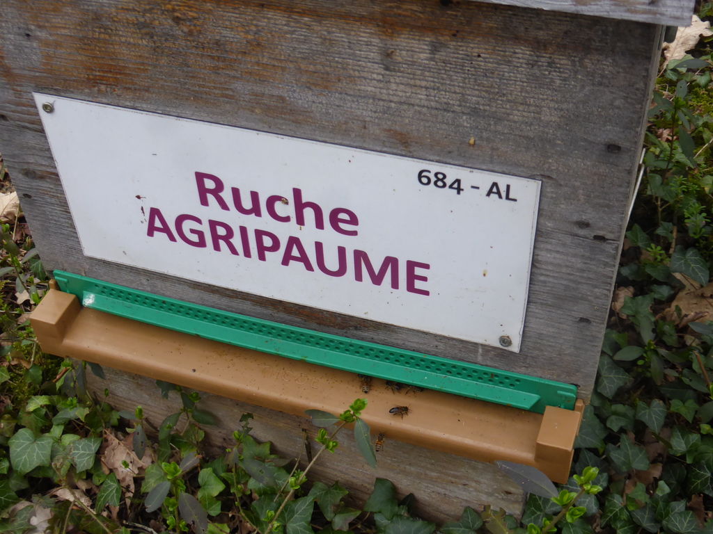 La ruche Agripaume