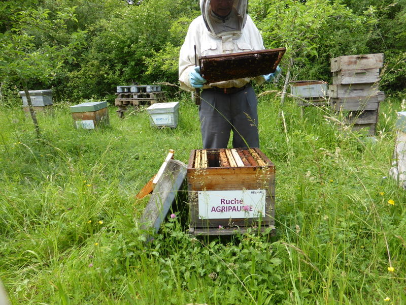 La ruche Agripaume