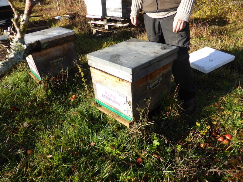 La ruche Agripaume