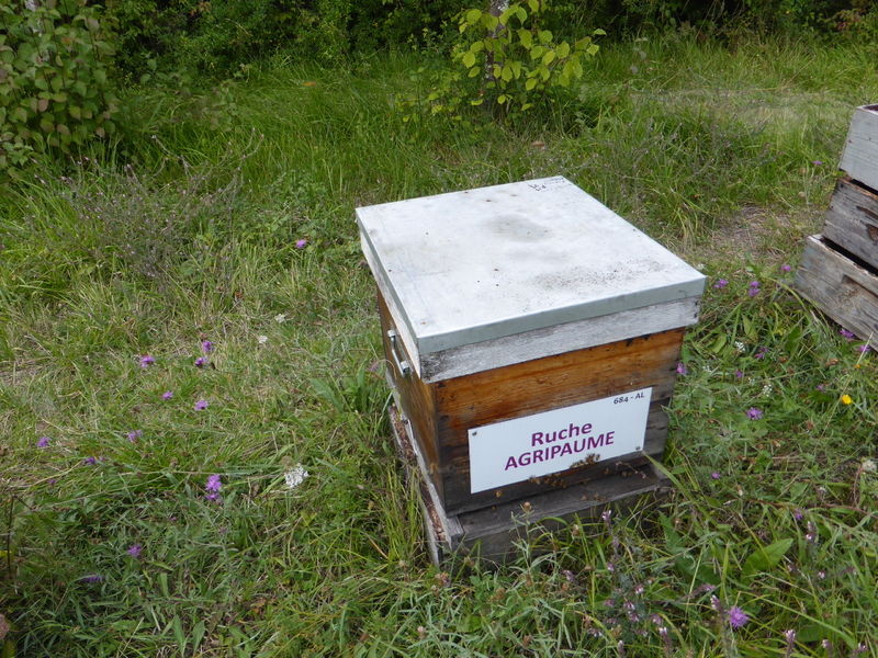 La ruche Agripaume