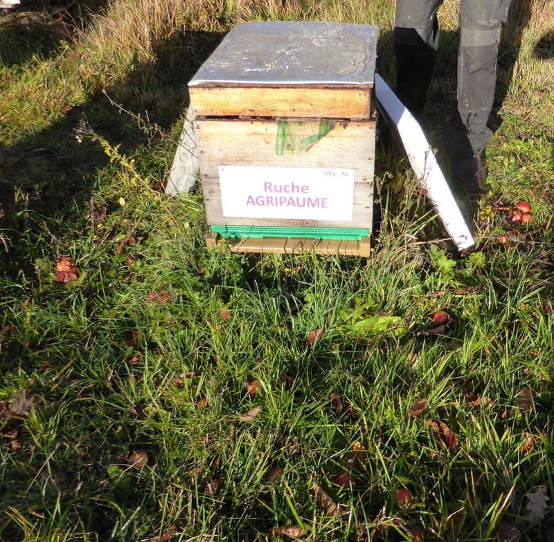 La ruche Agripaume