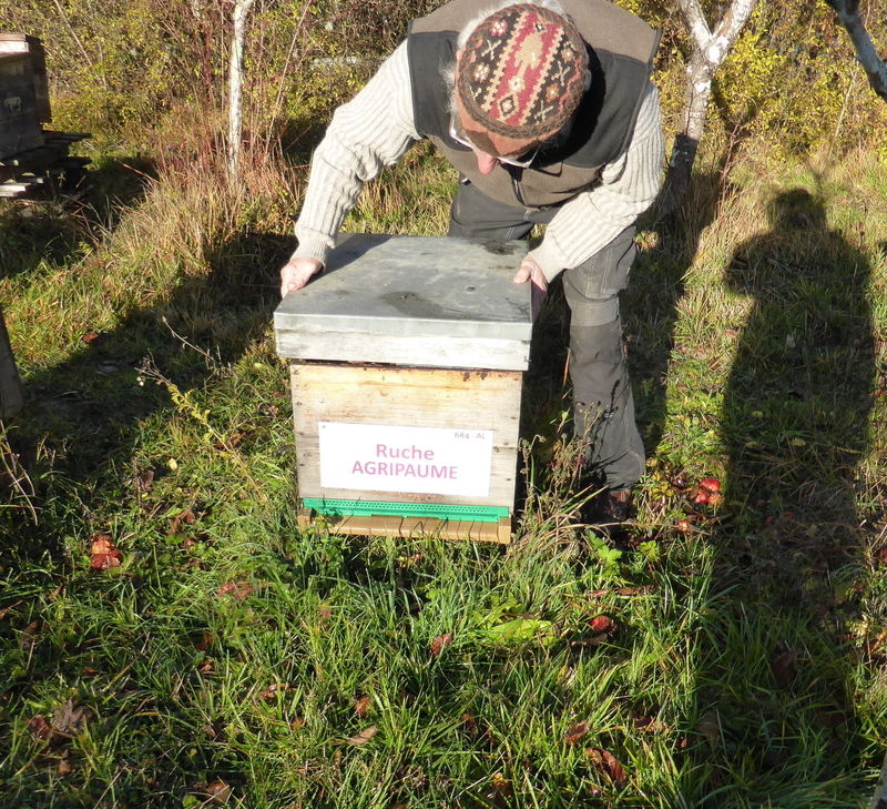 La ruche Agripaume