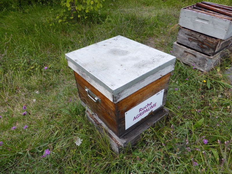 La ruche Agripaume