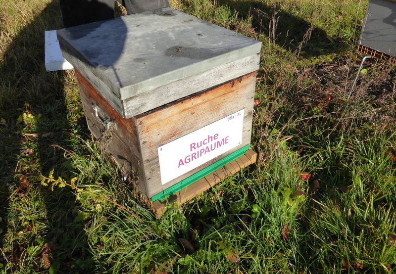 La ruche Agripaume