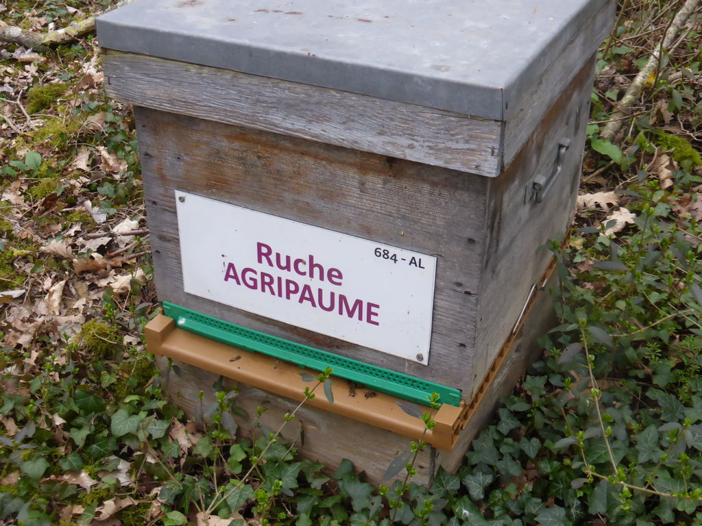 La ruche Agripaume