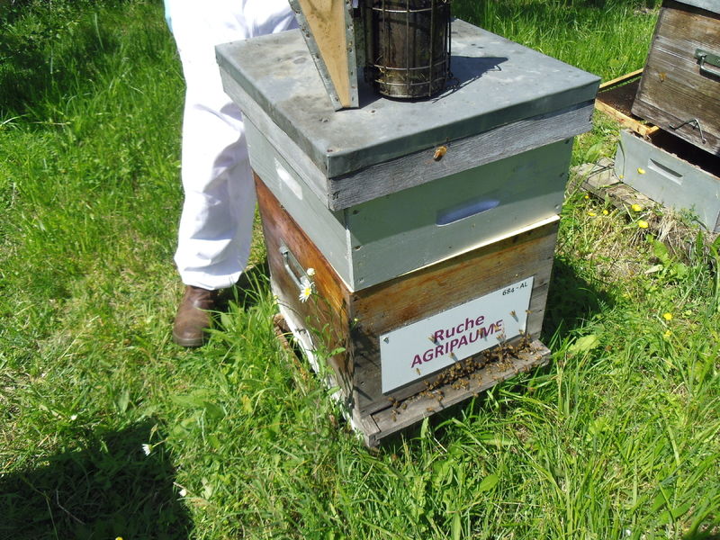 La ruche Agripaume