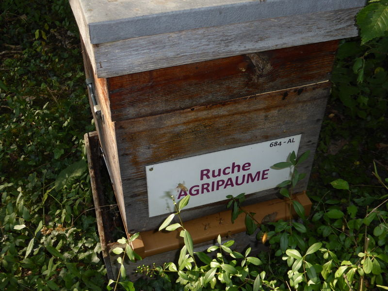 La ruche Agripaume