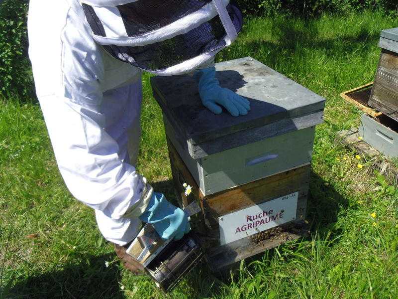 La ruche Agripaume