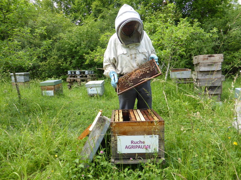 La ruche Agripaume