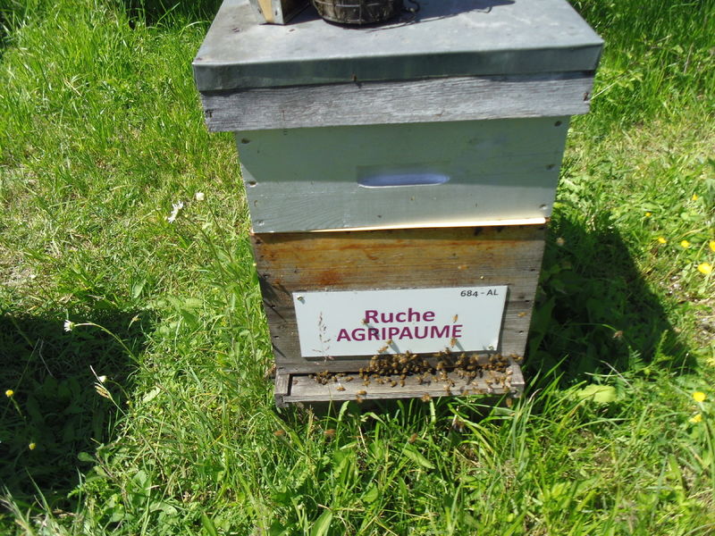 La ruche Agripaume