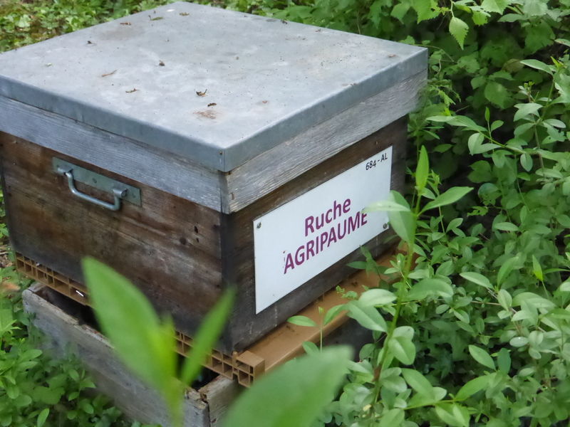 La ruche Agripaume