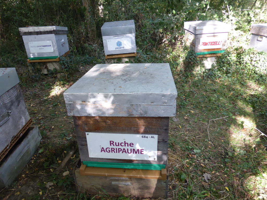 La ruche Agripaume